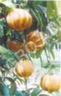 MALABAR, TAMARIND  AND            CAMBODGE